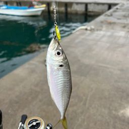 マアジ