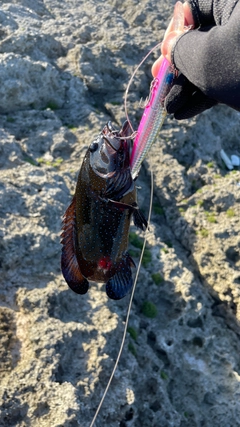 アオノメハタの釣果