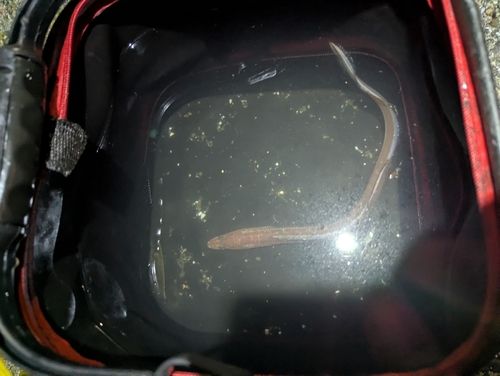 アナゴの釣果