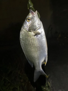 キビレの釣果
