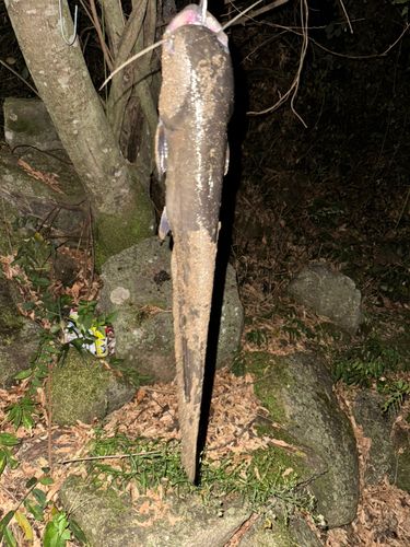 マナマズの釣果