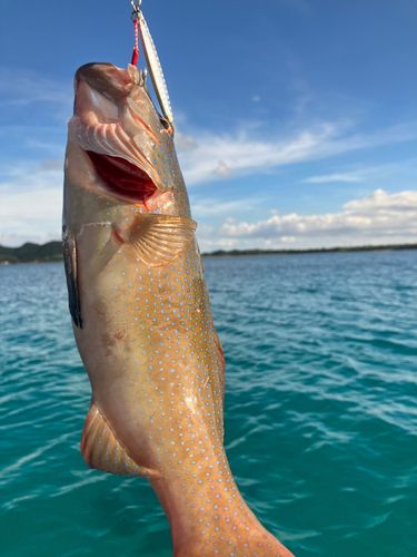 スジアラの釣果