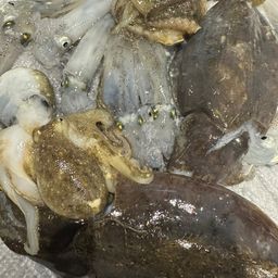 コウイカ