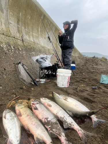 アキアジの釣果