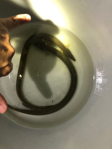 阿武隈川下流