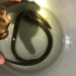 ウナギ