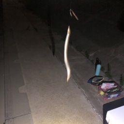 ウナギ