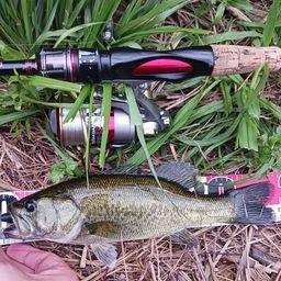 ラージマウスバス