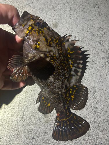 ソイの釣果
