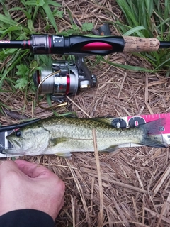 ラージマウスバスの釣果