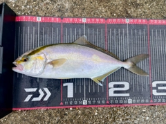 ショゴの釣果