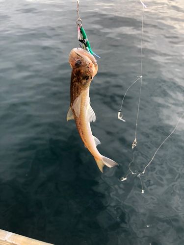 エソの釣果