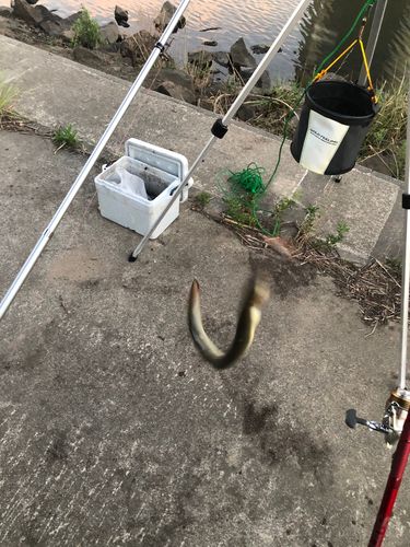 ウナギの釣果