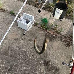 ウナギ