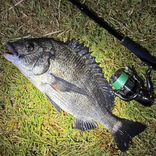 クロダイの釣果