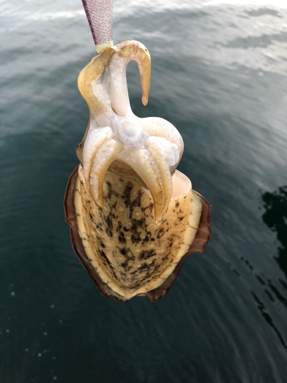 モンゴウイカ