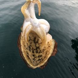 モンゴウイカ