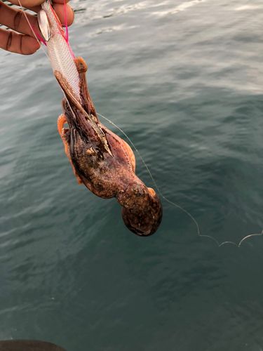 タコの釣果