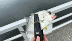 ロウニンアジの釣果