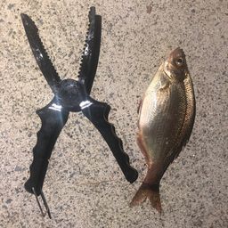 アジ
