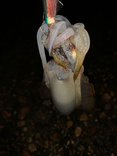 岩瀬漁港