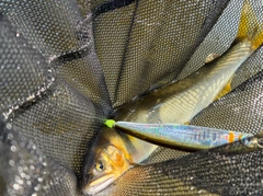 アユの釣果