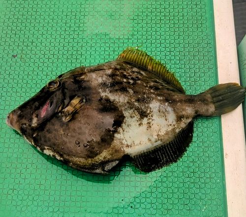 カワハギの釣果