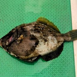カワハギ