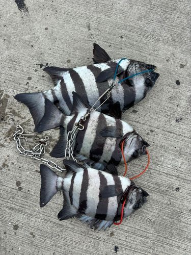 イシダイの釣果