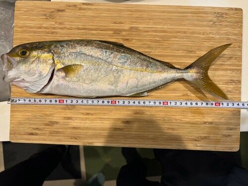 カンパチの釣果