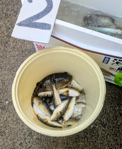 コモンフグの釣果