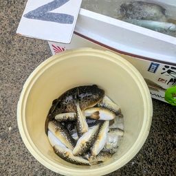 コモンフグ