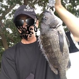 クロダイ