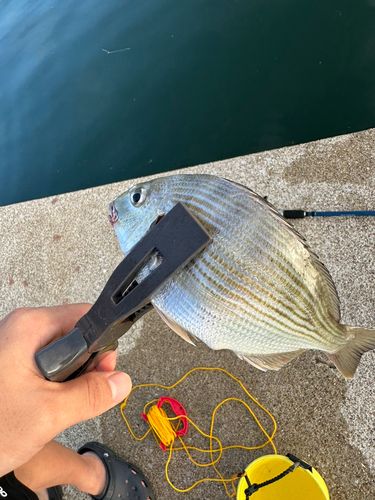 ヘダイの釣果