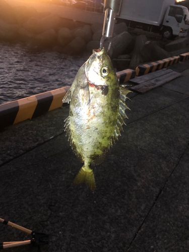 アイゴの釣果