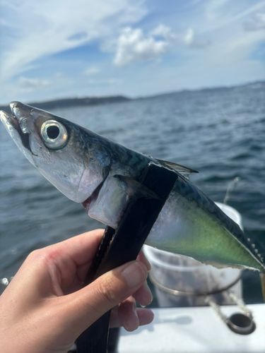 サバの釣果