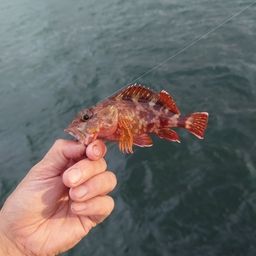 カサゴ