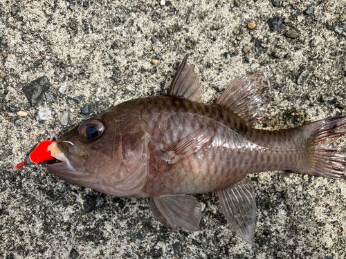 ネンブツダイの釣果