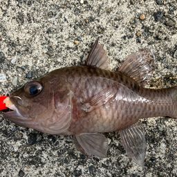ネンブツダイ