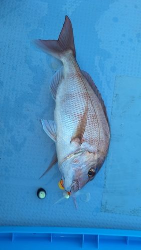 マダイの釣果