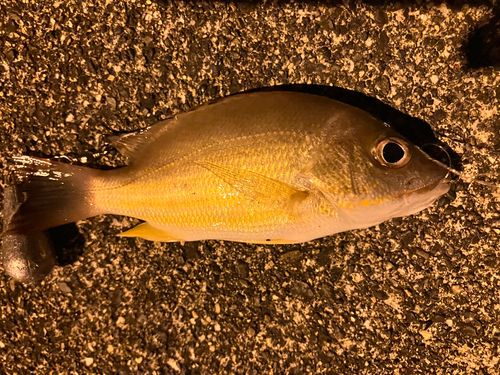 オキフエダイの釣果