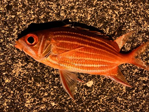 アヤメエビスの釣果