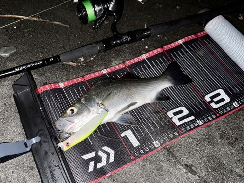 ヒラスズキの釣果