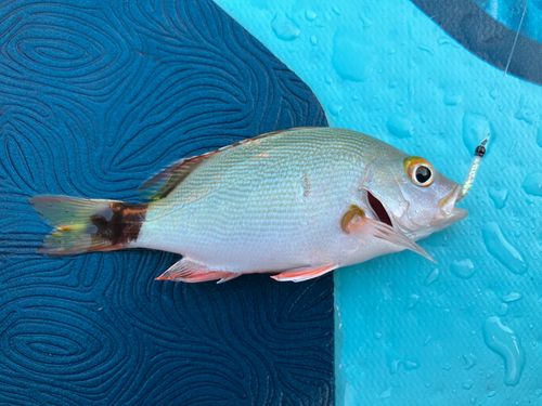 ヒメフエダイの釣果