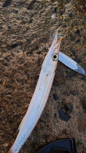 カマスの釣果