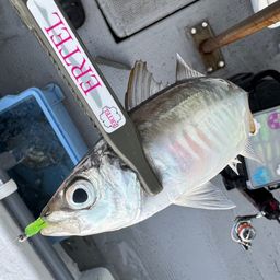 アジ