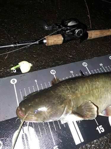 ナマズの釣果