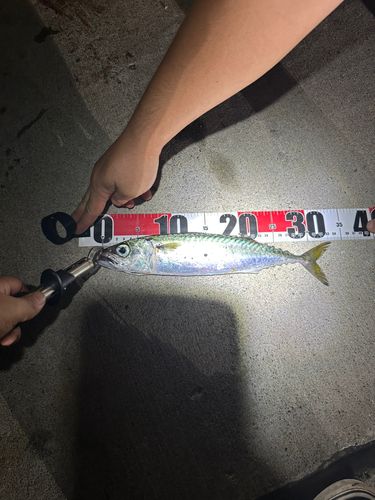 サバの釣果