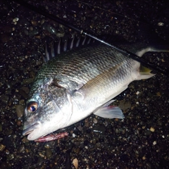 キビレの釣果