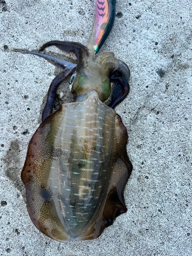 アオリイカの釣果